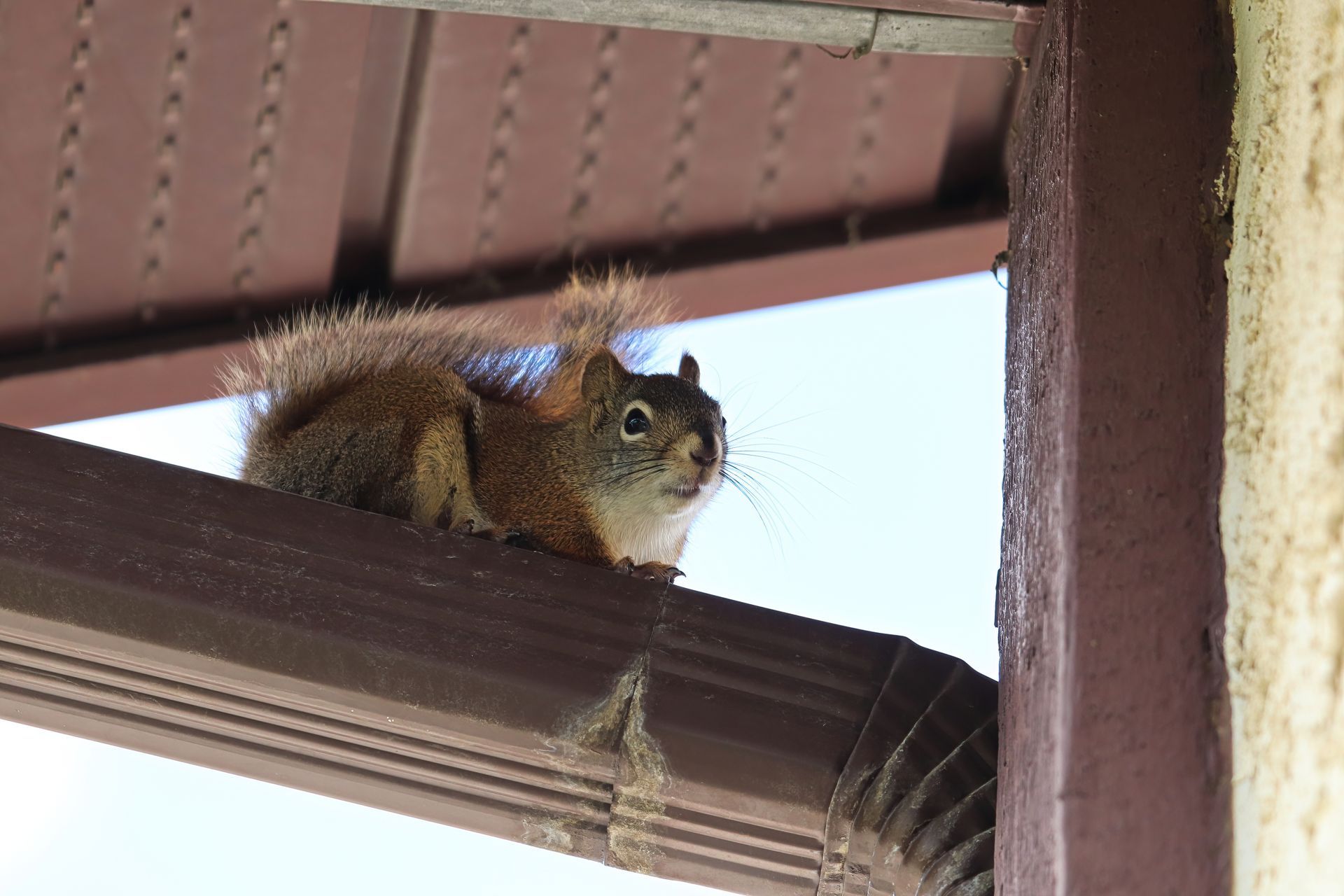 Red squirrel perched on a brown gutter under a roof, looking alert, with blue sky visible.