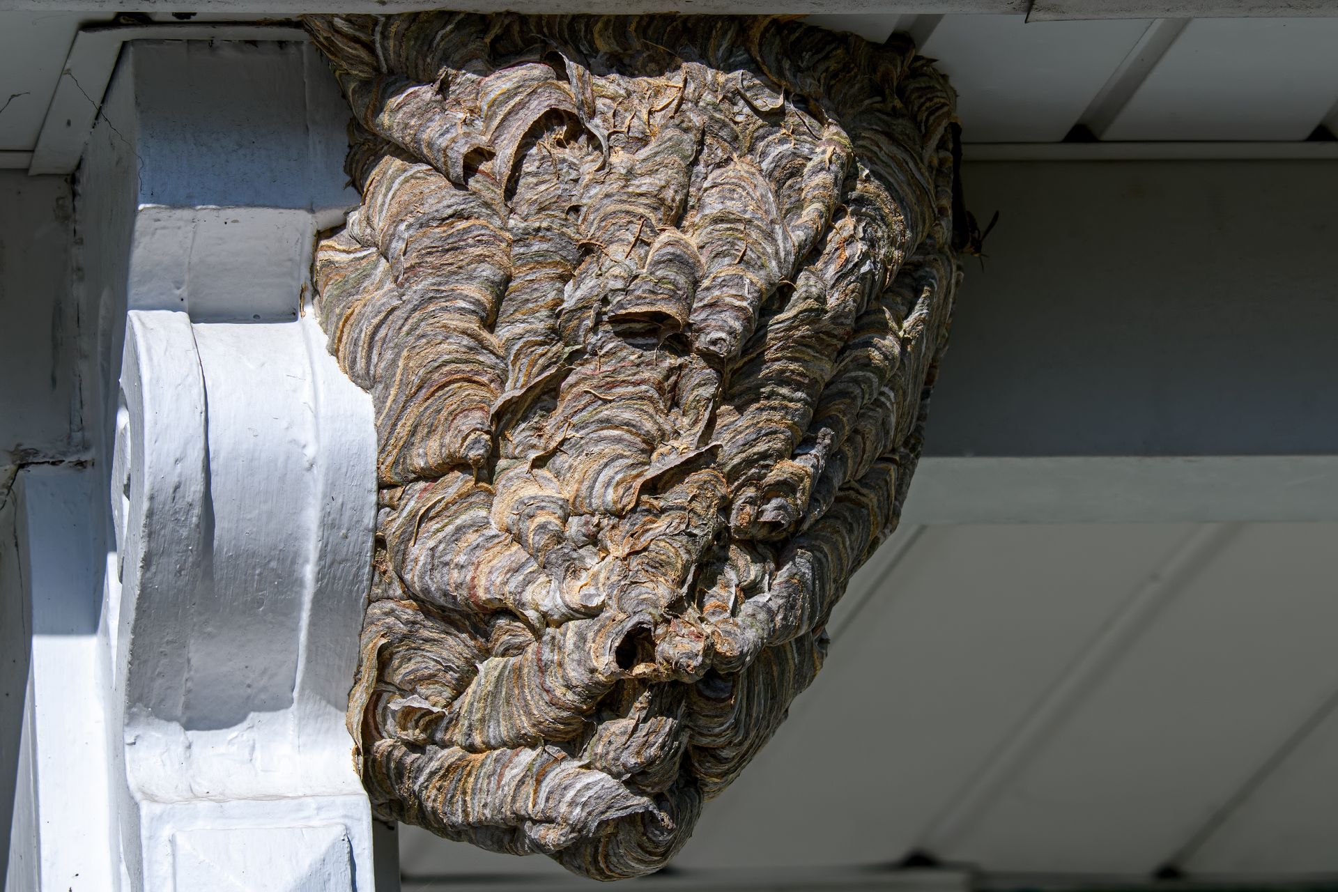 Wasp nest built under the eaves of a white building. Brown and tan nest texture.