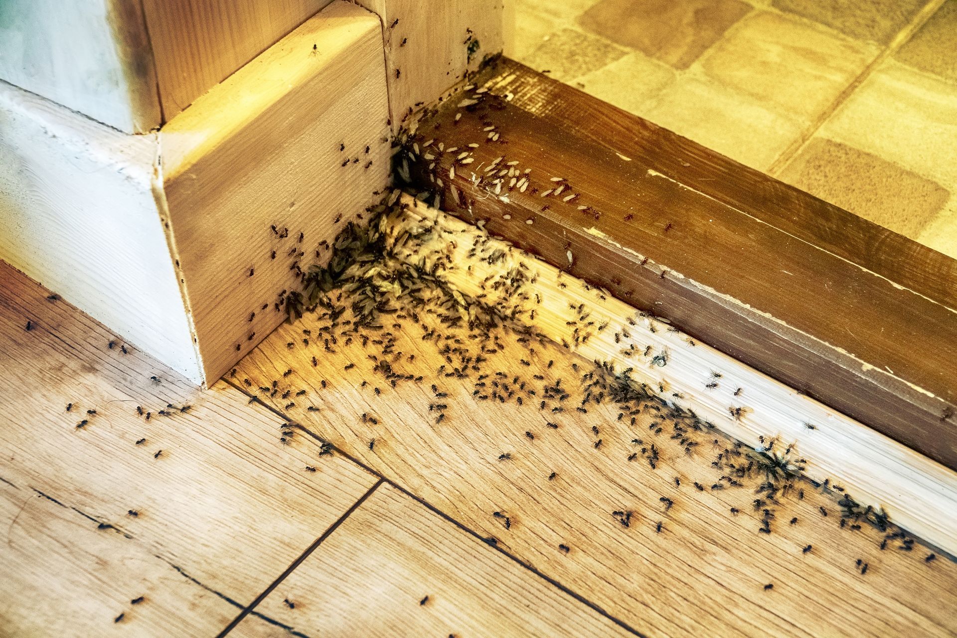 Ant infestation on wooden floor near wall.
