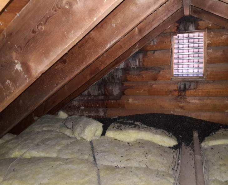 Moldy attic with wooden beams, insulation, and a small window.