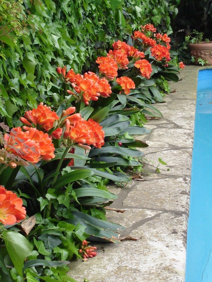 Servicios de jardinería JR