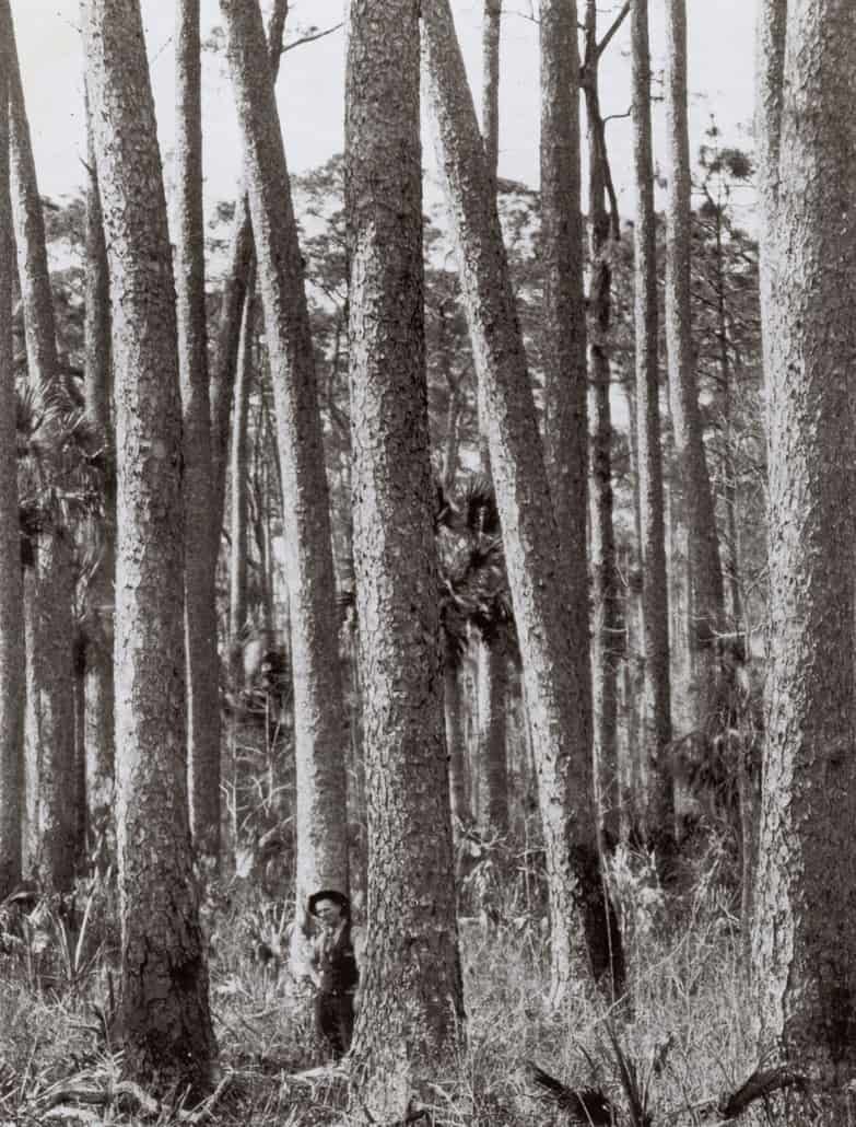 Person standing among tall trees in a forest.