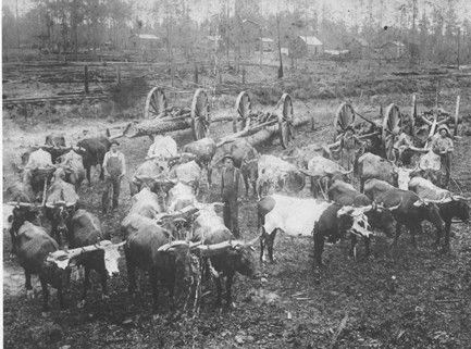 Cattle team pulling logs, standing in field near wagons. Men standing nearby.
