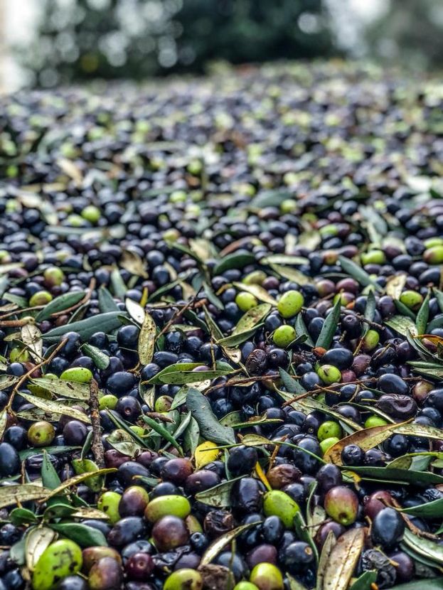 produzione olive