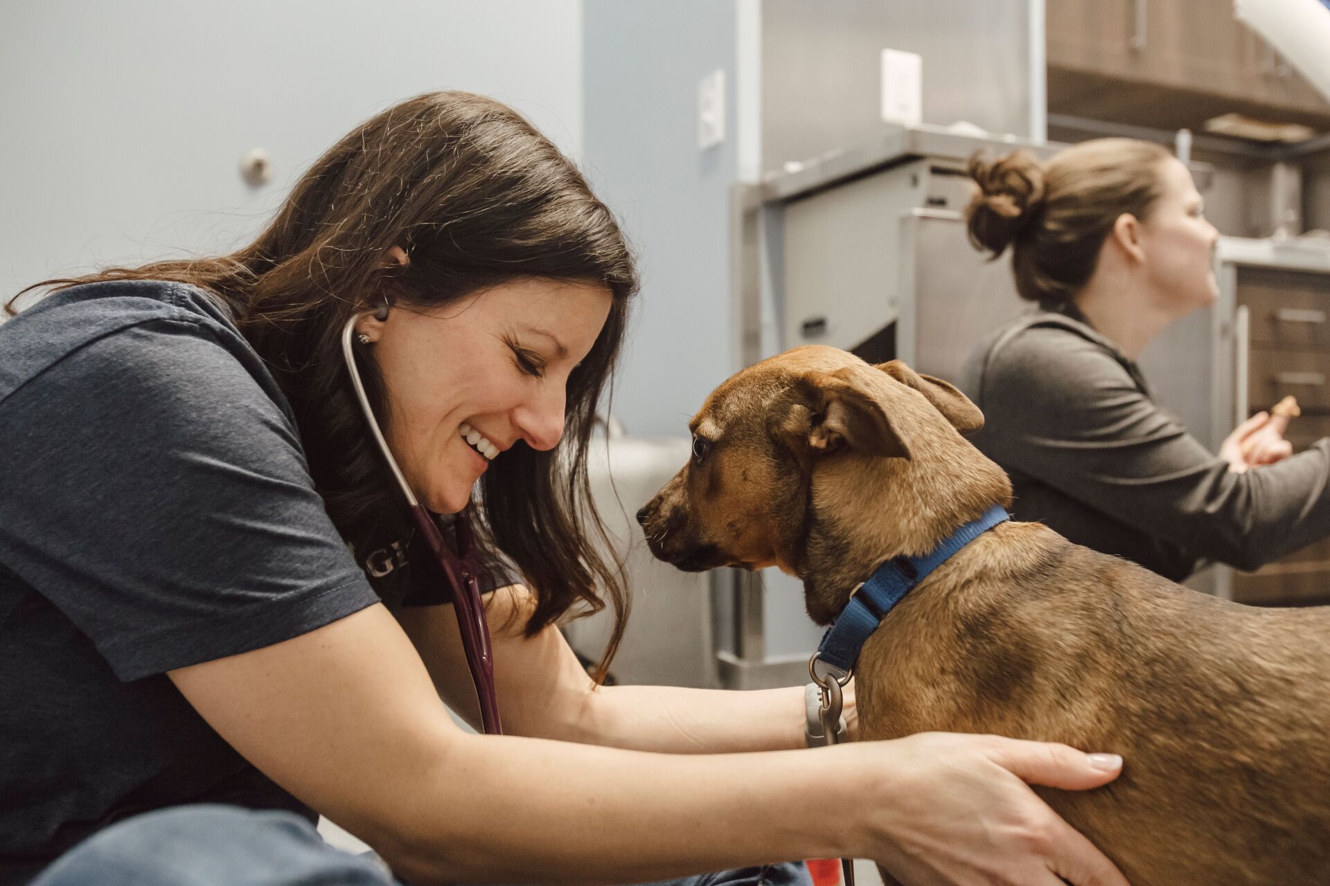 Girl petting dog | Gigi's Shelter for Dogs | Trinity In The Community  | Trinity Homes | Columbus, Ohio 43231
