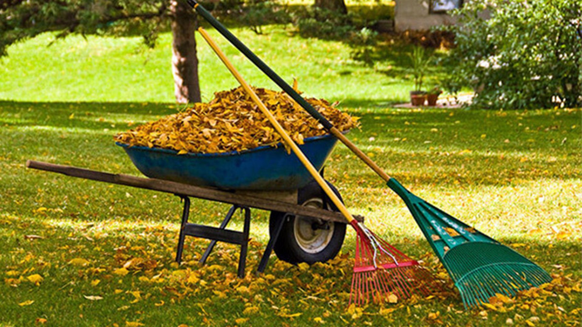 A wheelbarrow filled with leaves next to a rake and shovel