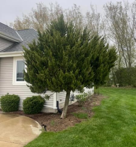 A house with a lot of trees in front of it.