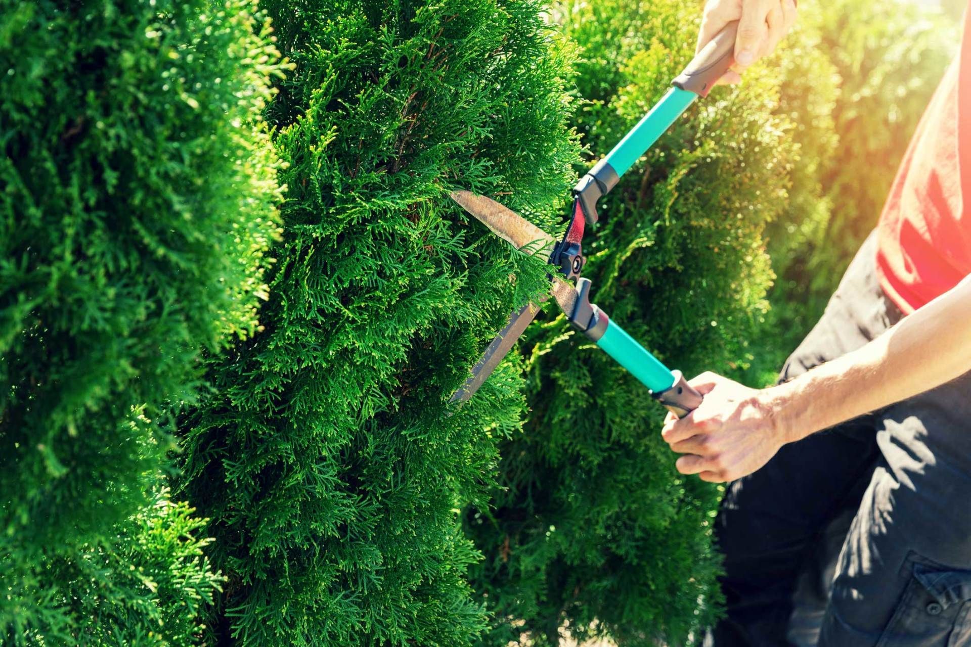 A man is cutting a tree with a pair of scissors.