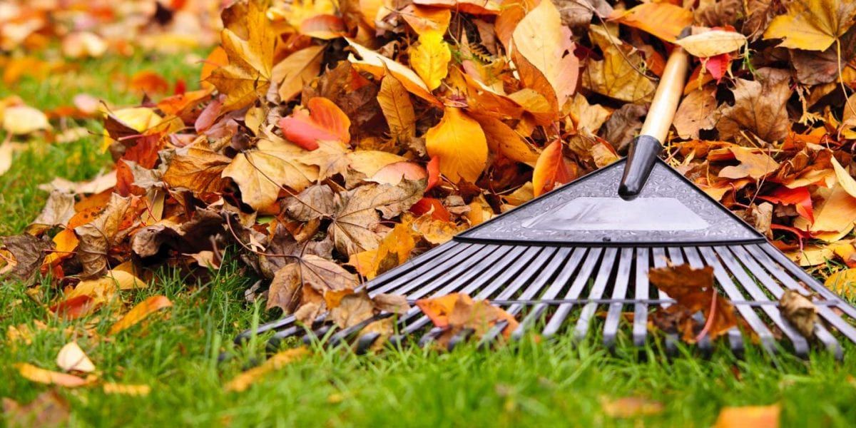 A rake is sitting on top of a pile of leaves on the grass.