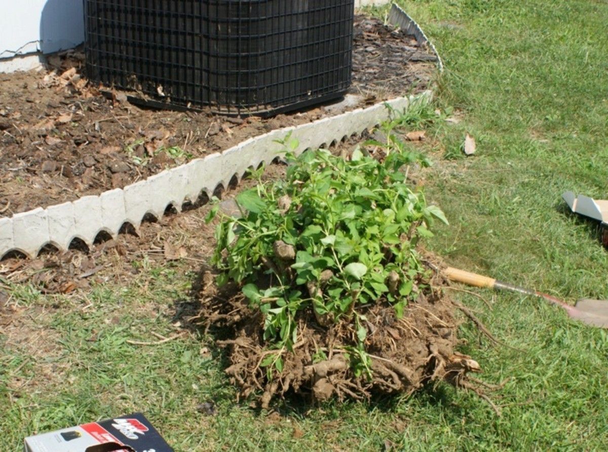 A bunch of roots are laying on the ground in front of an air conditioner