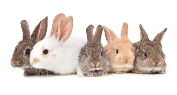 rabbits