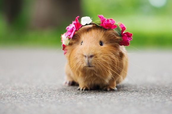 Guinea pig