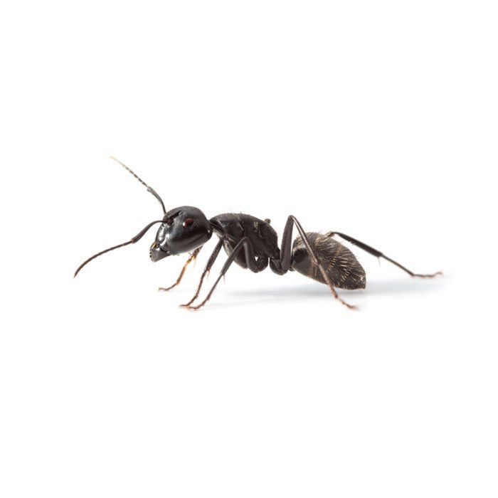 Ant — Savannah, GA — Johnson Exterminating Inc.
