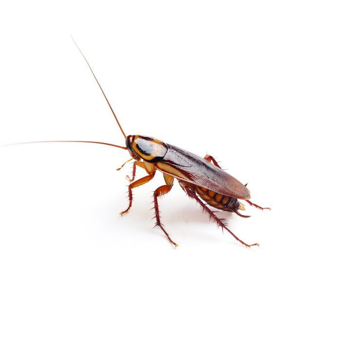 Cockroach — Savannah, GA — Johnson Exterminating Inc.