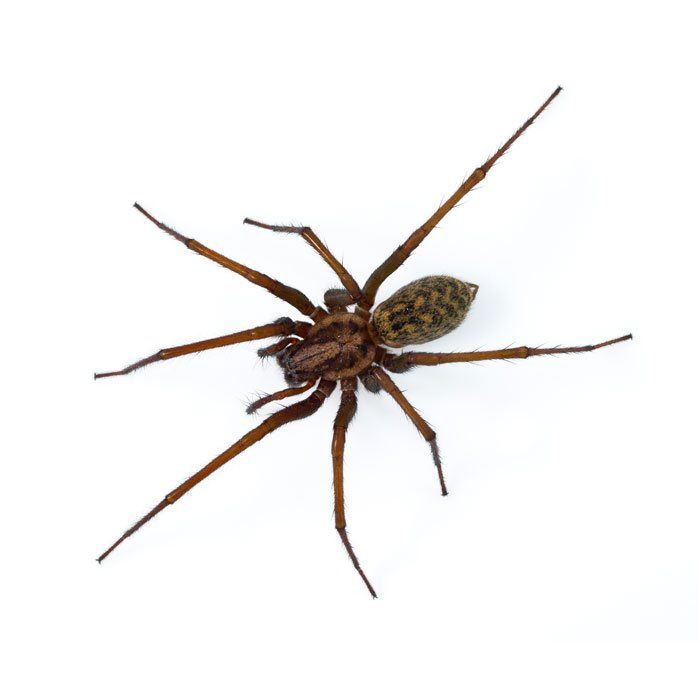 Spider — Savannah, GA — Johnson Exterminating Inc.