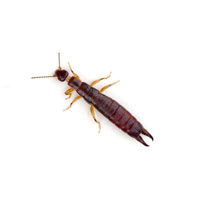 Earwig — Savannah, GA — Johnson Exterminating Inc.