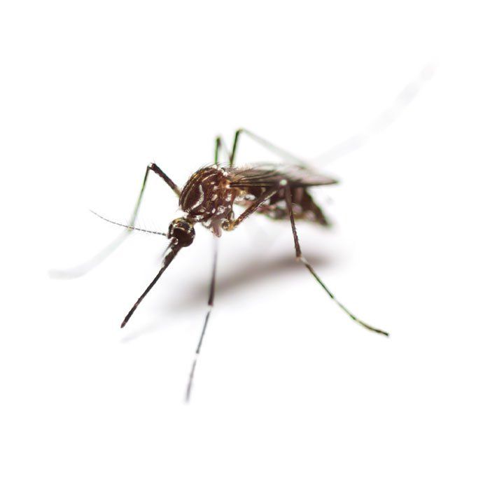Mosquito — Savannah, GA — Johnson Exterminating Inc.