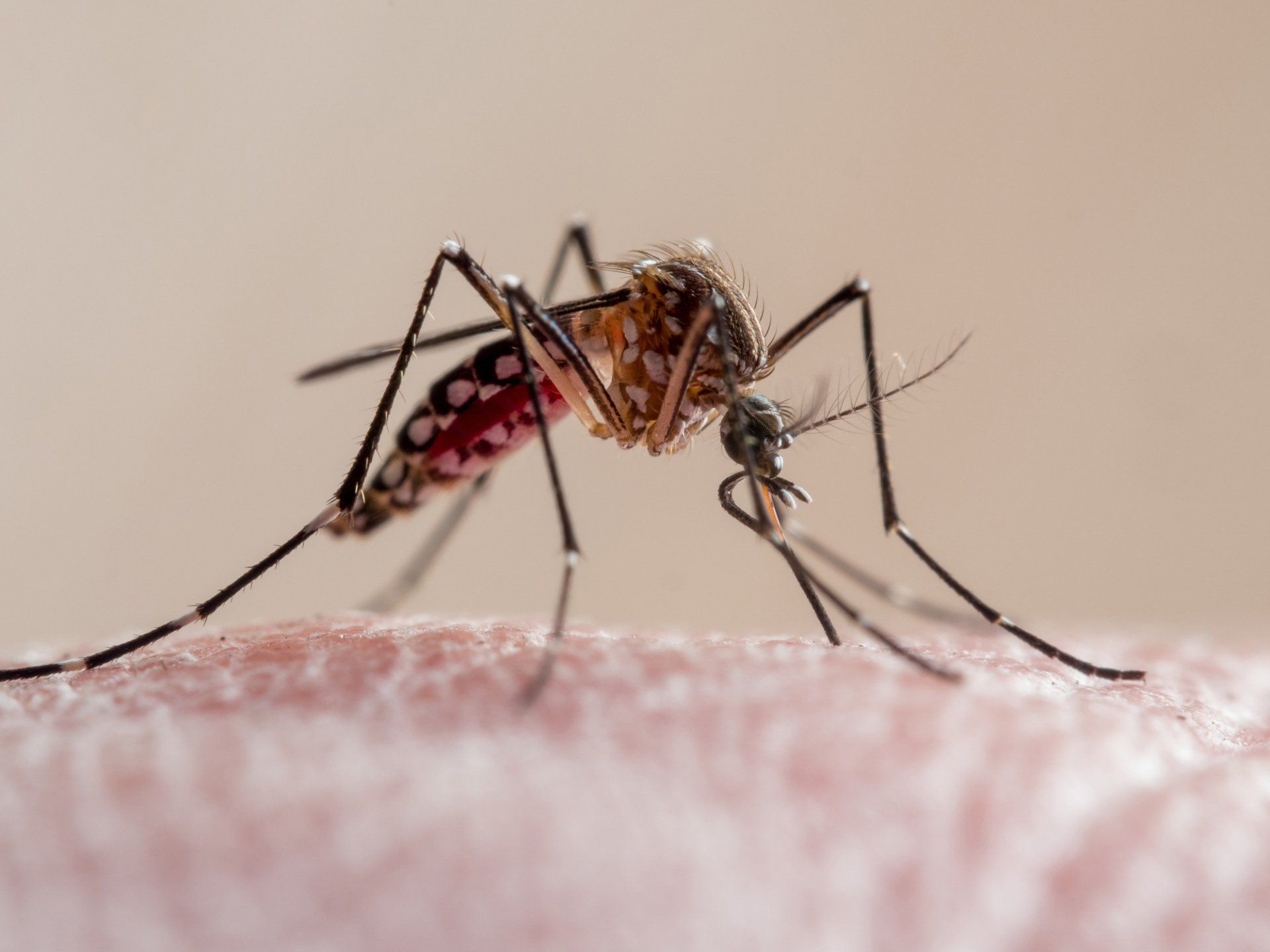Mosquitoes — Laurel, DE — Dave Smith’s Exterminating