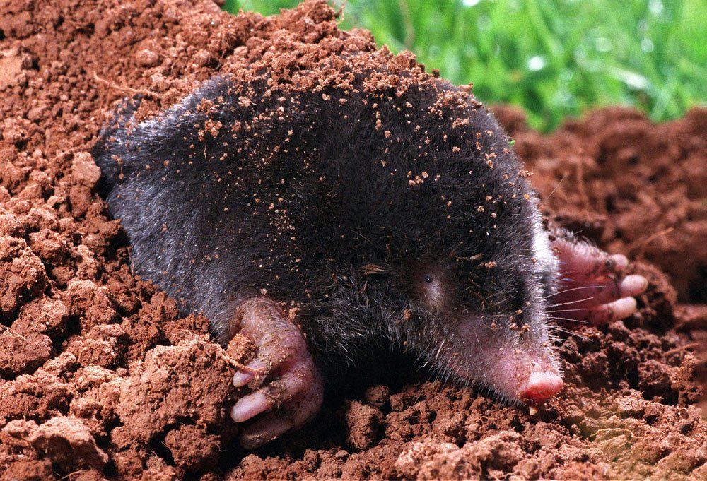 European Moles — Laurel, DE — Dave Smith’s Exterminating