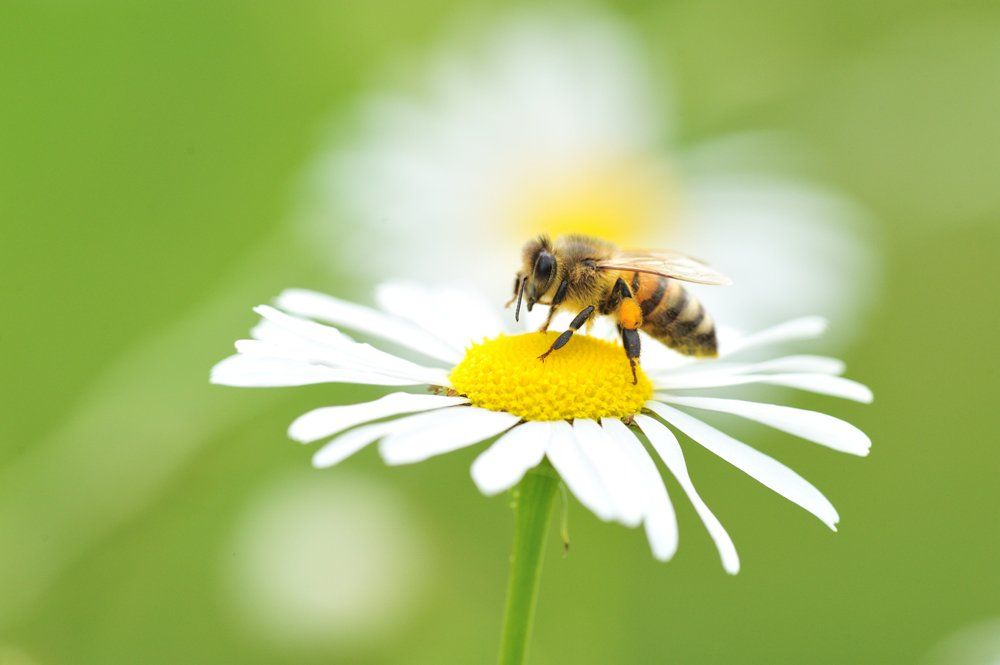 Sand Bee on A Blossom — Laurel, DE — Dave Smith’s Exterminating