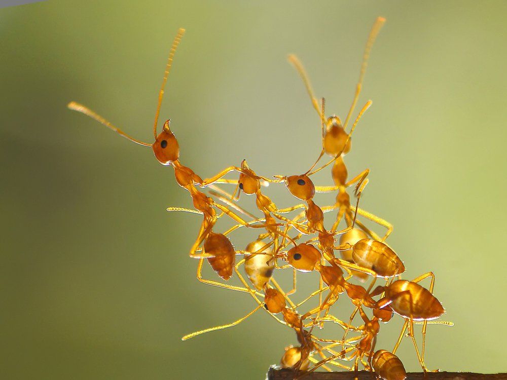 Teamwork of Ants — Laurel, DE — Dave Smith’s Exterminating