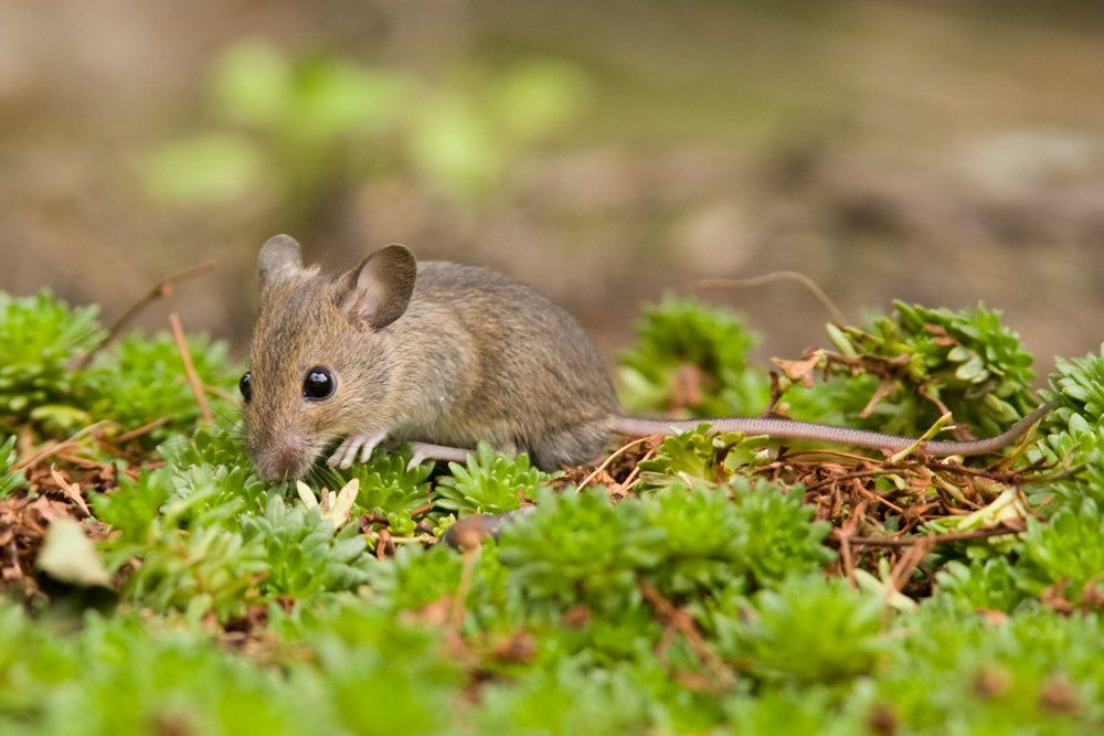 Pest Library | Laurel, DE | Dave Smith’s Exterminating