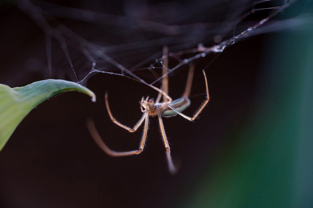 Spider Close Up — Laurel, DE — Dave Smith’s Exterminating