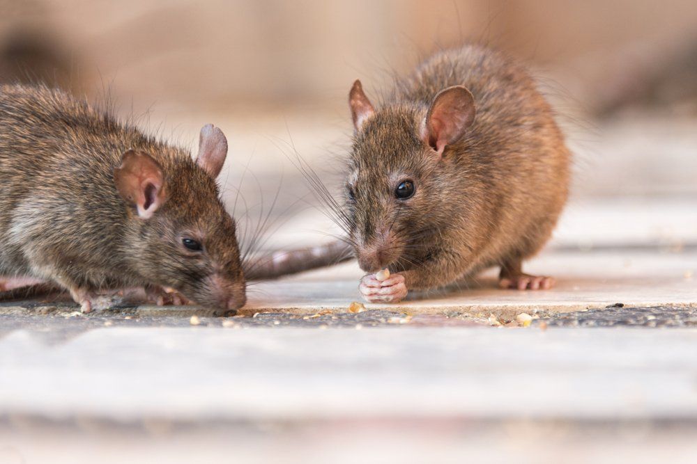 Rat Eating Seeds — Laurel, DE — Dave Smith’s Exterminating