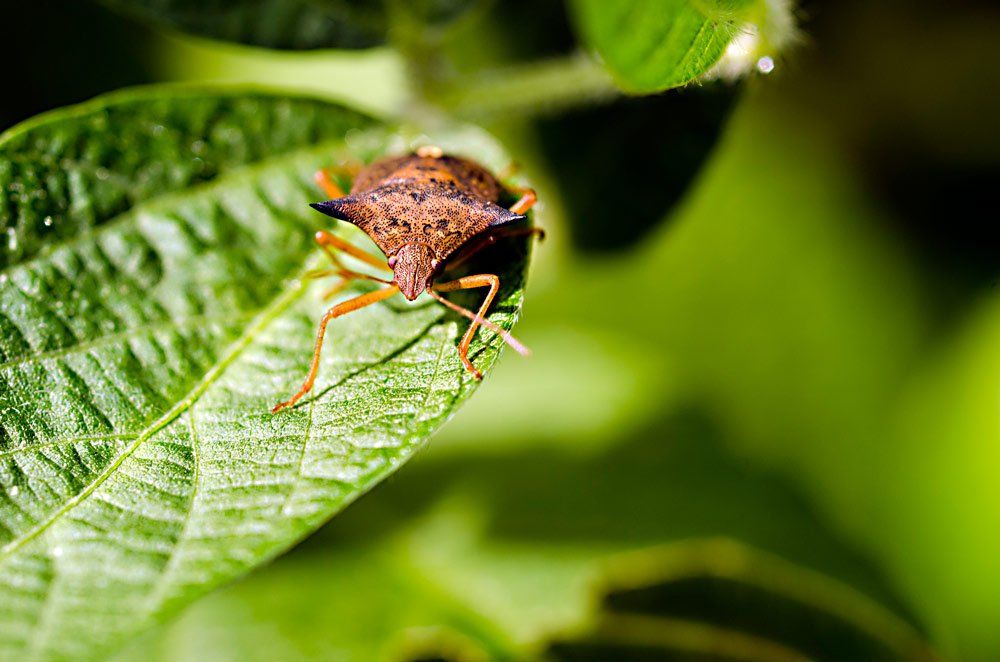 Insect Bedbug — Laurel, DE — Dave Smith’s Exterminating
