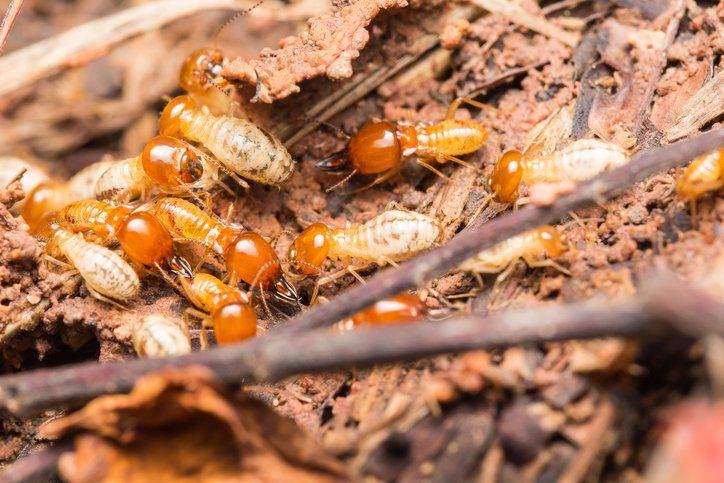 Termites — Laurel, DE — Dave Smith’s Exterminating