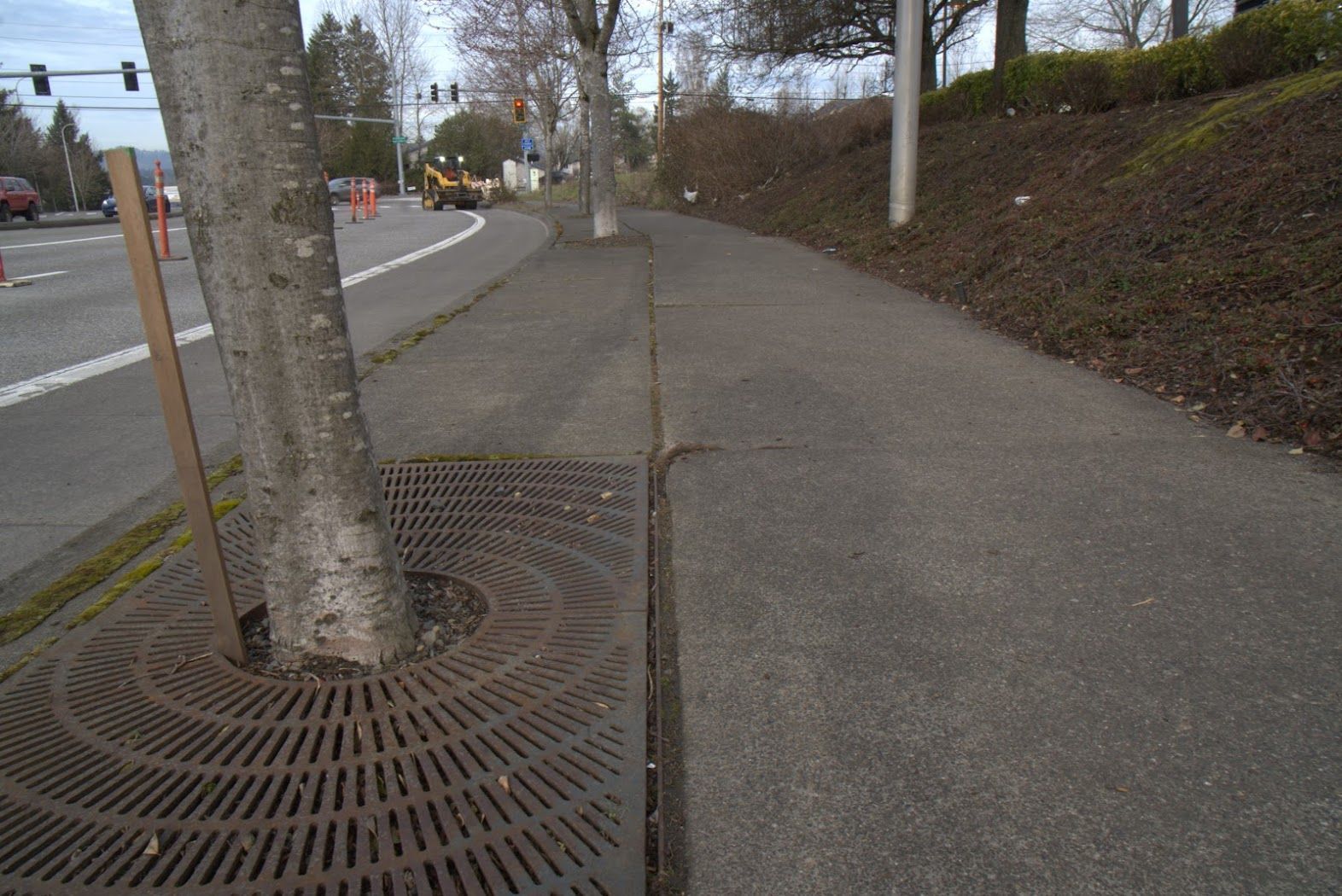 A tree is sitting on the side of the road next to a sidewalk.