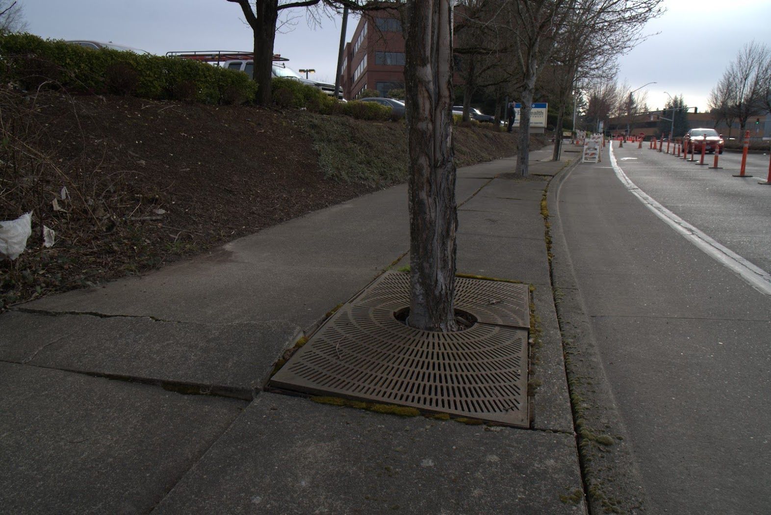 A tree is sitting on a sidewalk next to a road.
