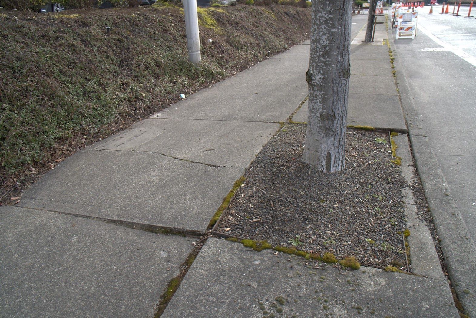 A sidewalk with a tree in the middle of it