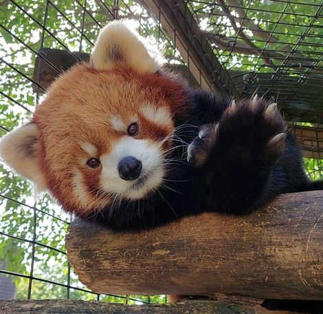Ross Park Zoo