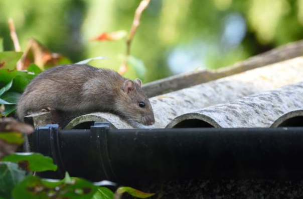 Rodent Control — Protecting Yucca Plant in Memphis, TN