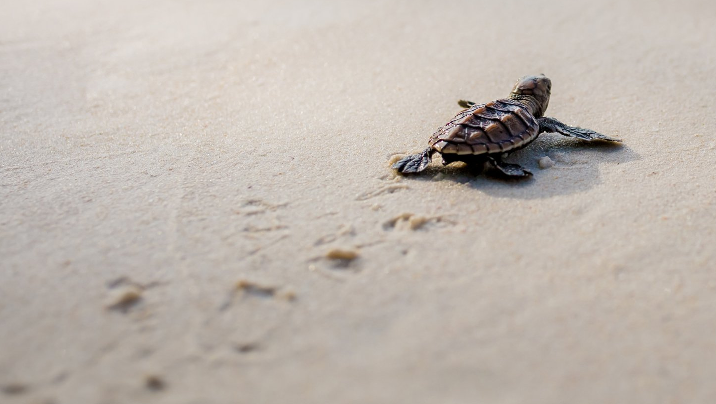 Черепаха ползет со скоростью. Черепаха ползет по песку. Маленькие Черепашки ползут к морю. Черепаха ползет к цели. Черепашата бегут к морю.