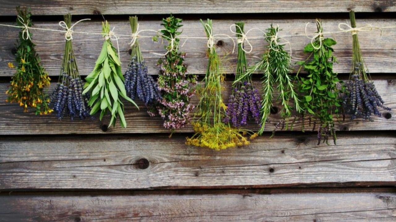 hanging fresh herbs