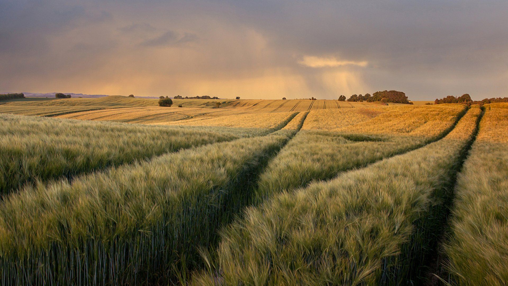 Fields Of Wheat – Eldora, IA – Midwest Market Management Inc.