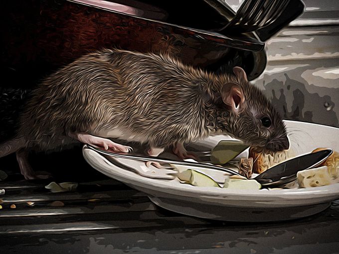 common rat eating off a white plate