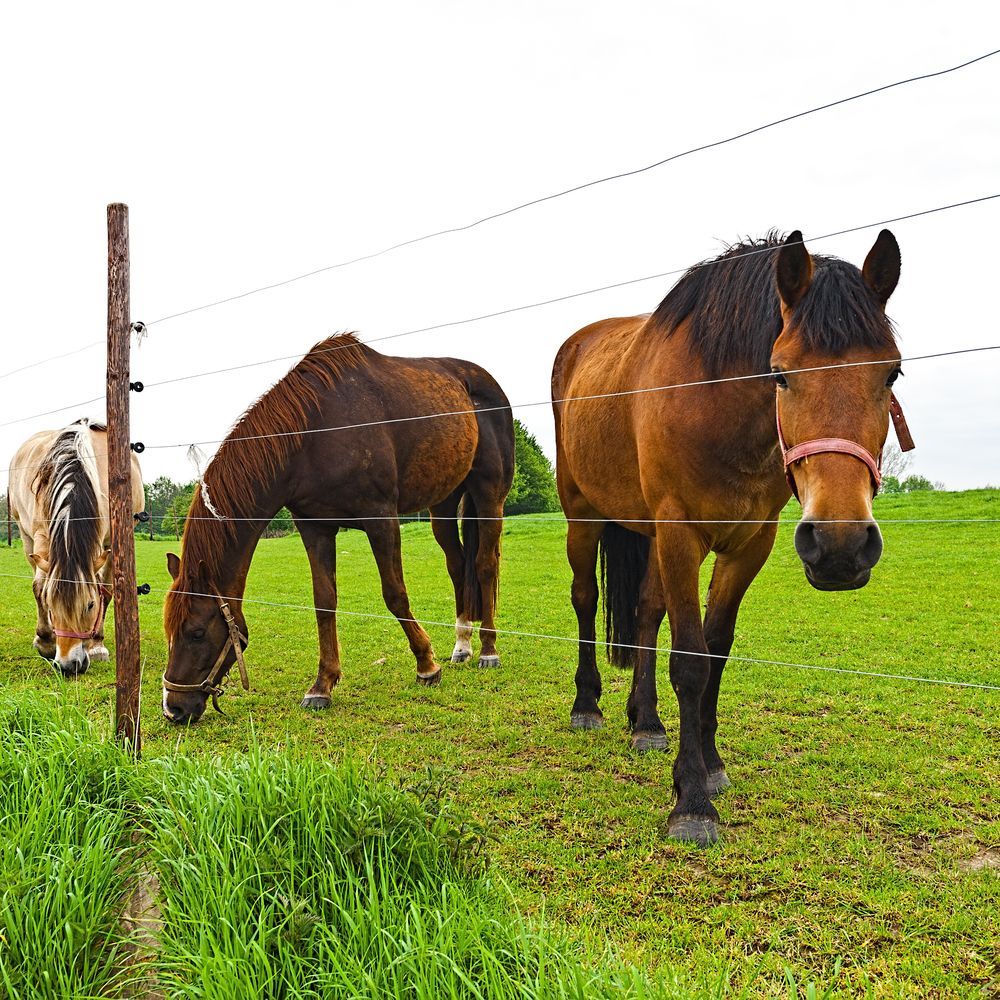 Three Horses Stand in a Green Pasture — A Betta Fence 'N' Yard In Thrumster, NSW