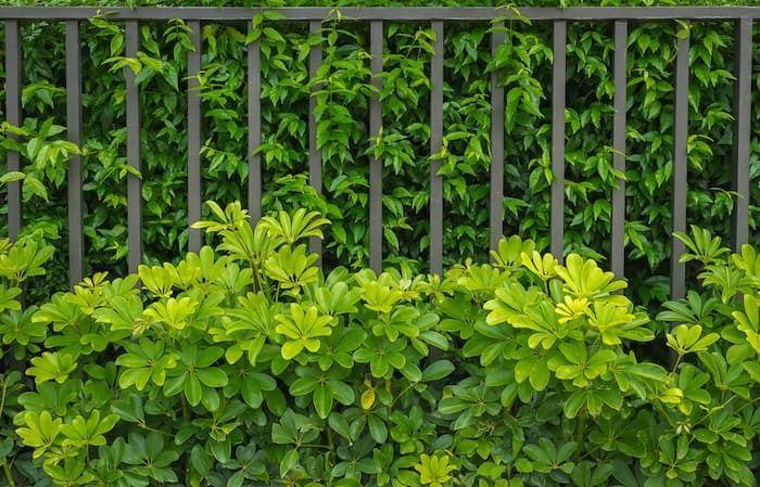 A Dark Metal Picket Fence Partially — A Betta Fence 'N' Yard In Port Macquarie, NSW