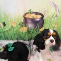 Two small Cavalier King Charles Spaniels on a patio with a pot of gold backdrop