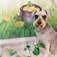 Small gray dog sitting beside green clover decorations and a pot of gold in a grassy St. Patrick’s Day scene