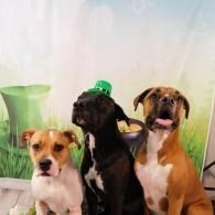 Three dogs posing in front of a green garden backdrop