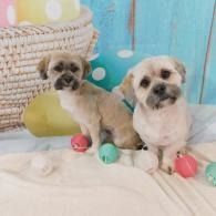 Two small puppies on a bed with colorful balls and a wicker basket against a blue backdrop