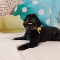 Black dog lying on a white blanket with tongue out, in front of teal and yellow pillows with polka dots