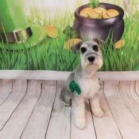 Small gray dog sitting on a wooden floor with a green bow, in front of a painted grass and pot of gold backdrop