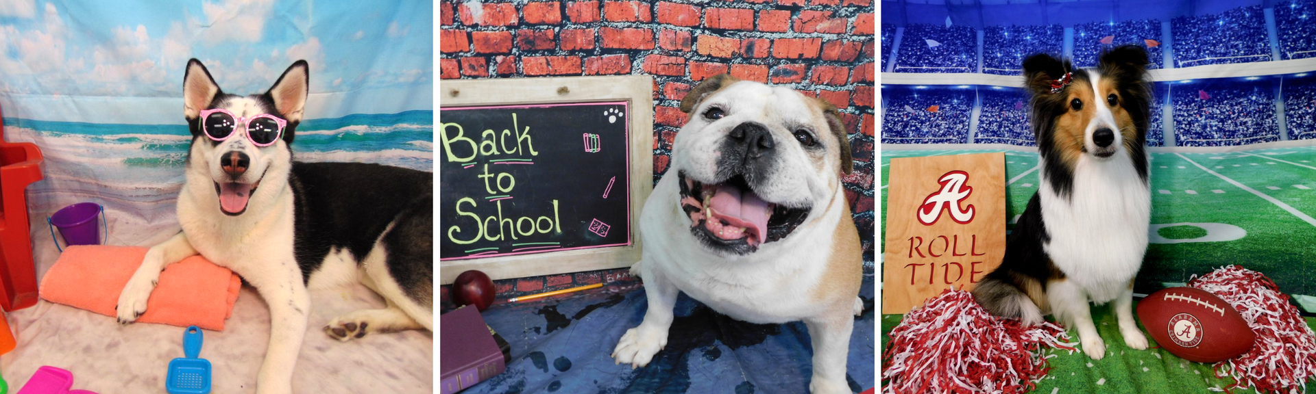 Three dogs posing with colorful props in front of themed backdrops, including a chalkboard and red brick wall