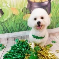 Small white dog sitting on grass with green and gold tinsel, smiling in a festive setting