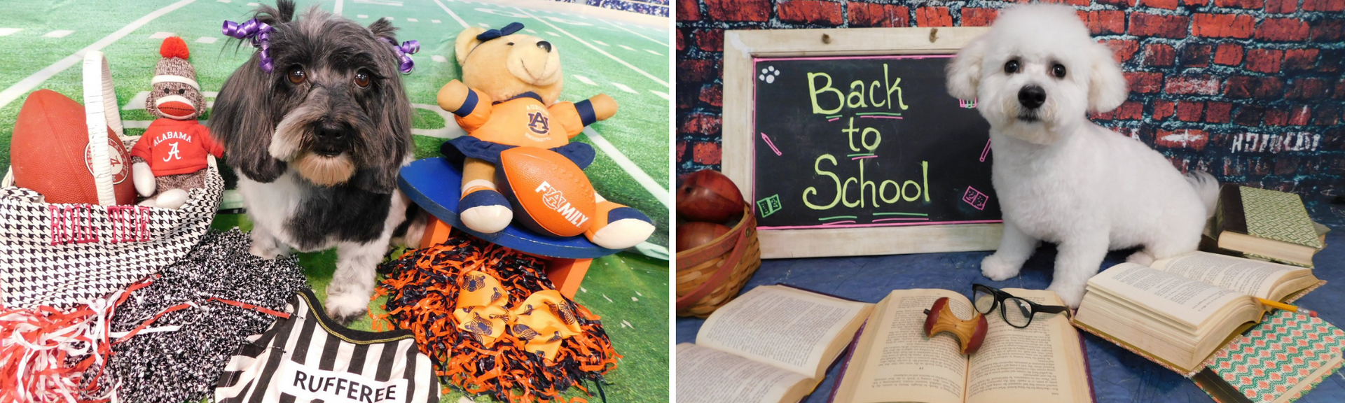 Two small dogs in colorful school-themed setups with books, chalkboard signs, and autumn decorations.
